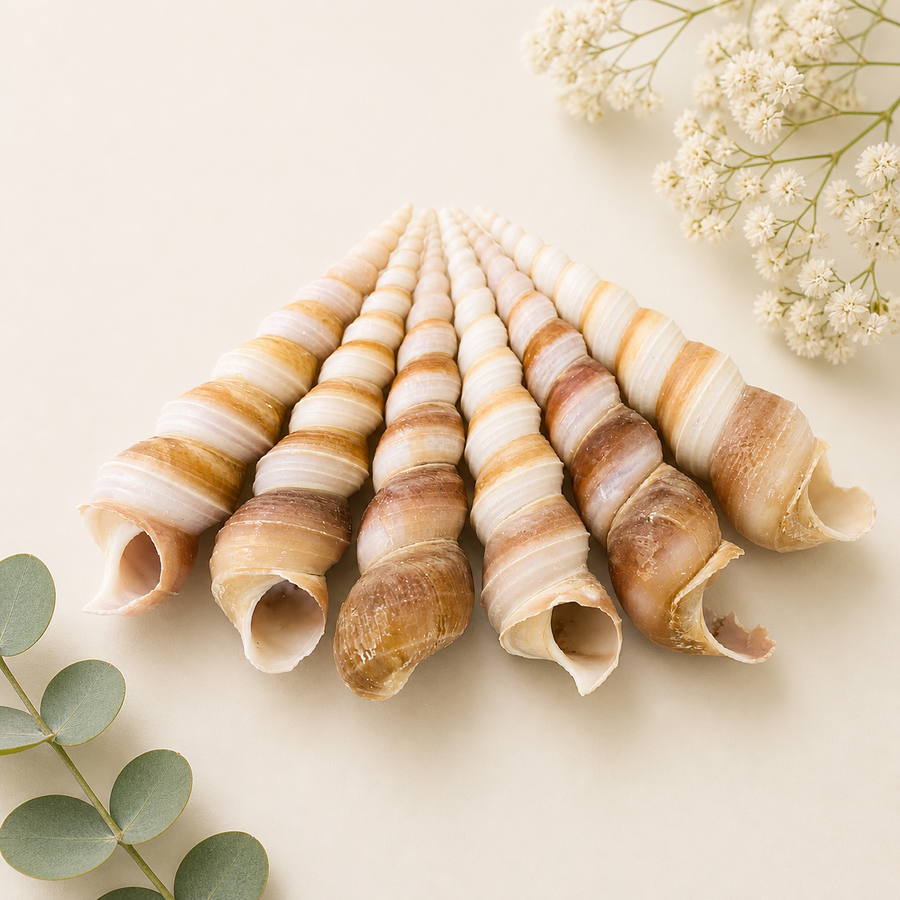 Worn Snail Shells